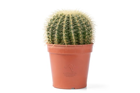 صبار عمة القاضي (البرميل الذهبي)