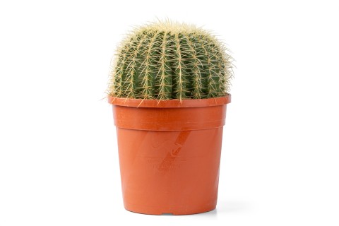 صبار عمة القاضي (البرميل الذهبي)