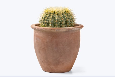 صبار عمة القاضي (البرميل الذهبي)