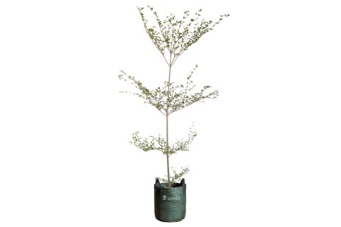 نبتة ترمناليا منتالي ( شجرة المظلة )