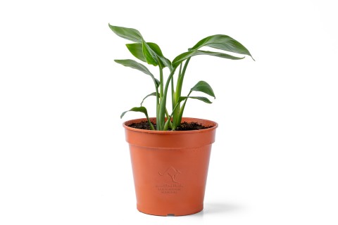 شجرة عصفور الجنة الأبيض (ستريلتزيا نكولاي)