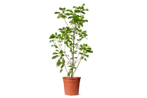 شجرة كاسيا جلاوكا (كاسيا صفراء) 