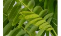شجرة كاسيا جلاوكا (كاسيا صفراء) 