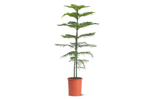 شجرة أروكاريا (أروكاريا هيتيروفيلا) 