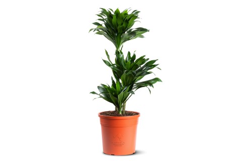 دراسينا كومباكتا