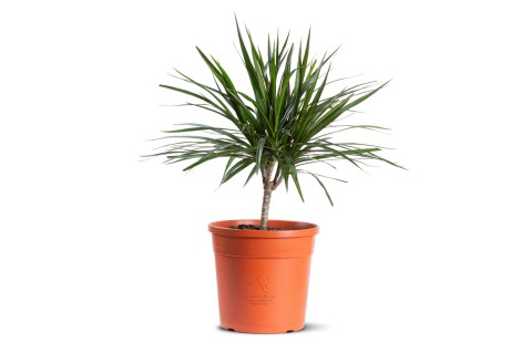 نبتة  دراسينا مارجناتا