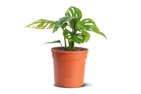 نبتة مونستيرا- القفص الصدري