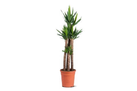 Yucca Elephantipes-4PL