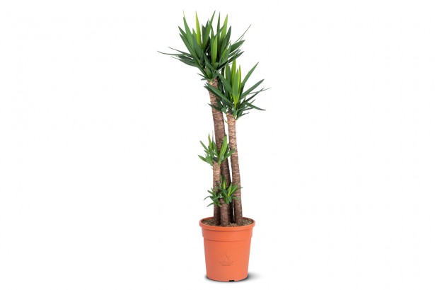 calathea orbifolia-green-16cm