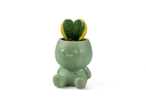 نبات هويا كيري المبرقش (نبات القلب) في حوض سيراميك داخلي فاخ..