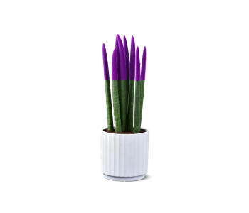 نبتة سنسفيريا  مزروعة في حوض سيراميك 