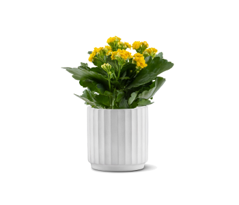  نبتة كلانشو مزروعة في حوض سيراميك