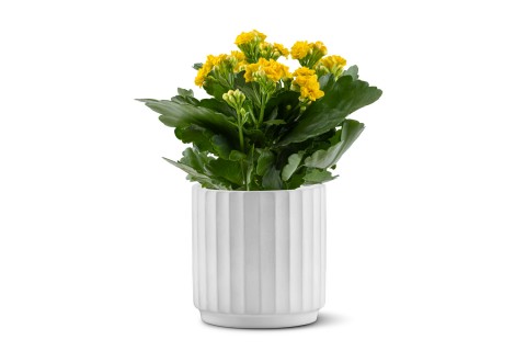  نبتة كلانشو مزروعة في حوض سيراميك