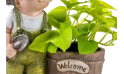 Scindapsus Aureus Potted In Mgo Boy Planter