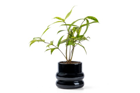 نبات دراسينا ديريمينسيس (درب التبانة) مزروعة في حوض أسود