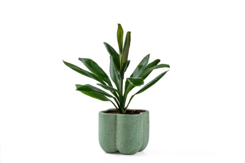 كورديلين فروتيكوزا غلوكا مُزروعة في حوض سيراميك خزفي