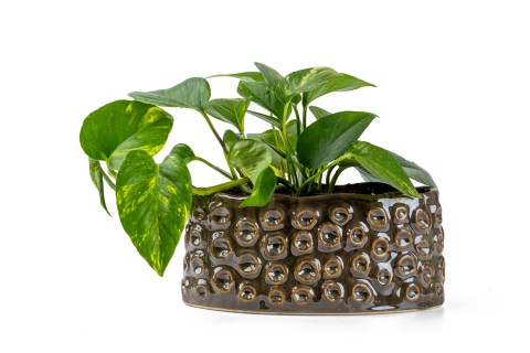 نبات السكيندابسوس الذهبي (لبلاب الشيطان) مزروعة في حوض سيرام..