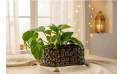 نبات السكيندابسوس الذهبي مزروعة في حوض سيراميك خزفي