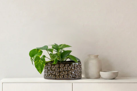 Scindapsus aureus potted in ceramic pot (indoor)