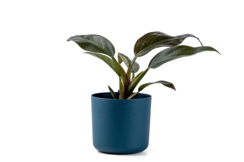 فيلوديندرون إمبريال ريد - مزروعة في حوض بلاستيكي ذي ملمس ناع..