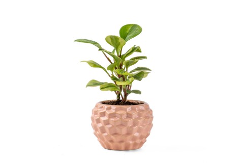 بيبيروميا أوبتوسيفوليا فاريجاتا مزروعة بحوض سيراميك