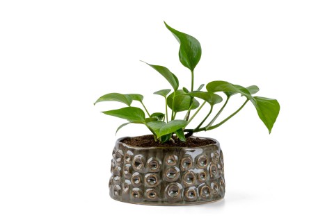 نبات السكيندابسوس الذهبي (لبلاب الشيطان) مزروعة في حوض سيرام..