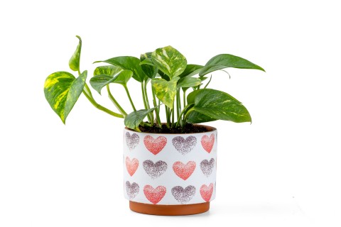 نبات السكيندابسوس الذهبي (لبلاب الشيطان) مزروعة في حوض من ال..