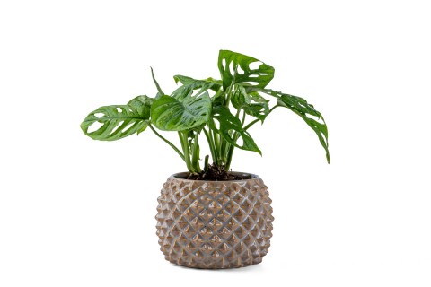 نبات مونستيرا أكوميناتا مزروعة في حوض سيراميك خزفي داخلي