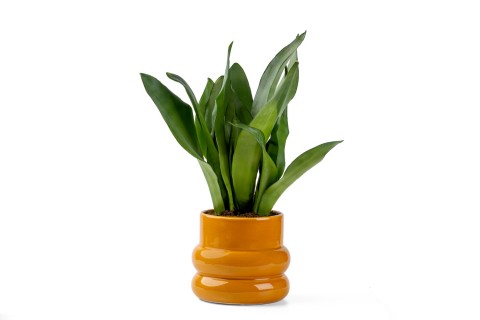 نبات سانسيفيريا تريفاسياتا 'بلاك كورال' مزروعة في حوض زهور ل..