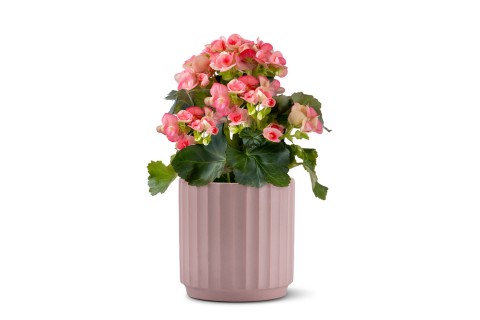 بيجونيا إي. دو مختلطة مزروعة في حوض خزفي حديث مضلع بلون وردي..