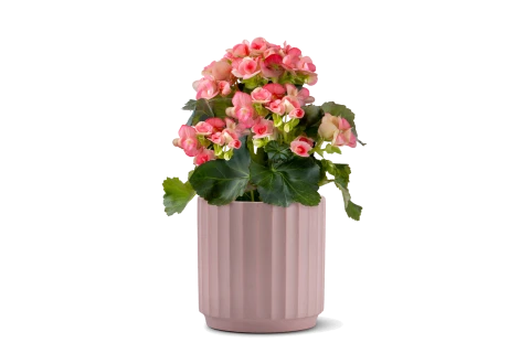 Begonia e. du mixed potted in  Modern Ribbed Ceramic Pot Dus..