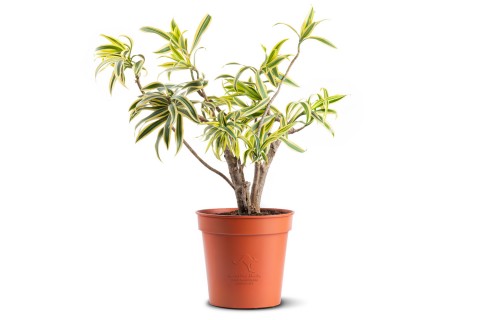 دراسينا سونج اوف انديا 