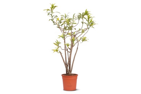 دراسينا سونج اوف انديا 