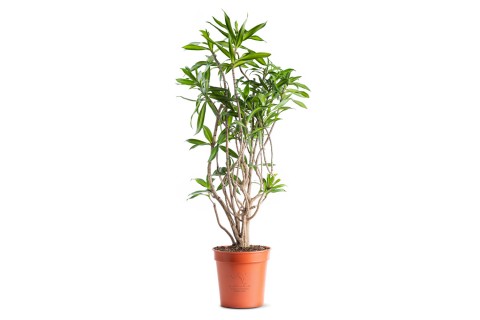 دراسينا سونج اف جاميكا 