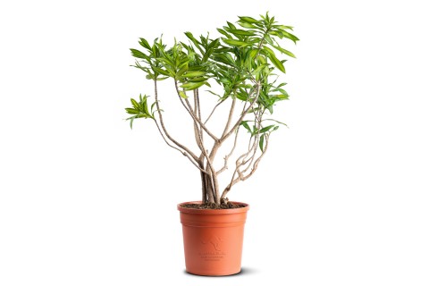 دراسينا سونج اف جاميكا 