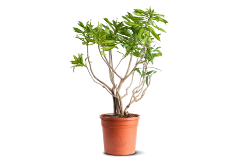 Dracaena Song of Jamaica 