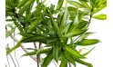 دراسينا سونج اف جاميكا 