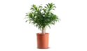 Dracaena Reflexa (song Of Jamaica)braided