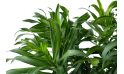 Dracaena Reflexa (song Of Jamaica)braided