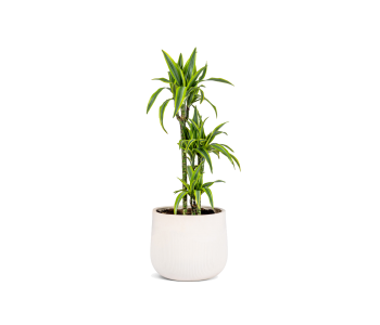  دراسينا ليمون لايم سوربريس مزروعة في حوض فخا..