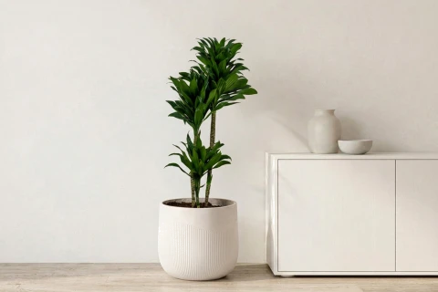 Dracaena Compacta Plant planted in Fiber Clay Pot