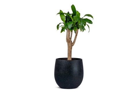 نبتة دراسينا ماسنجانا مزروعة في حوض اسمنتي أسود 