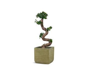 فيكس بونساي مزروعة في حوض اسمنتي لون أخضر