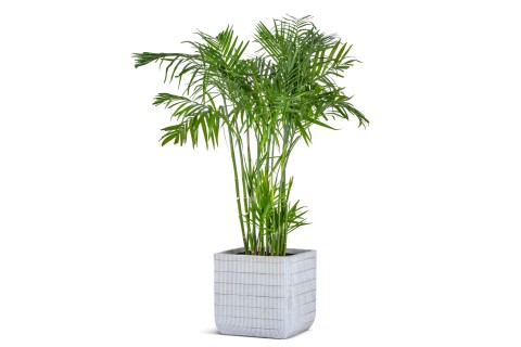 نبتة كينتيا (الهوويا) مزروعة في حوص اسمنتي أبيض