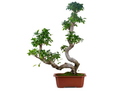  فيكس ميكروكاربا- شكل حرف S مزدوج 