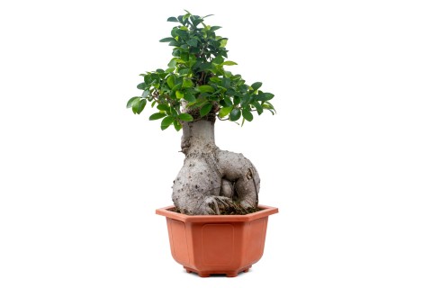 فيكس ميكروكاربا-جينسينج