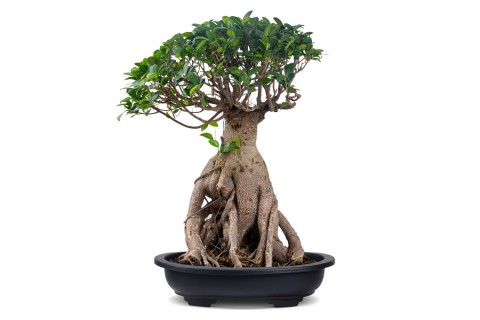 فيكس ميكروكاربا- جينسينج