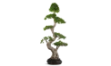 Ficus Macrocarpa Shima Root