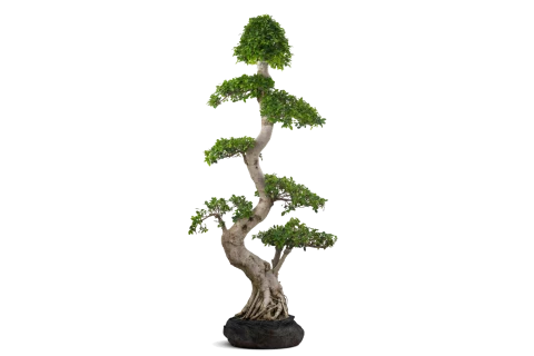 Ficus Macrocarpa Shima Root
