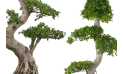 Ficus Macrocarpa Shima Root